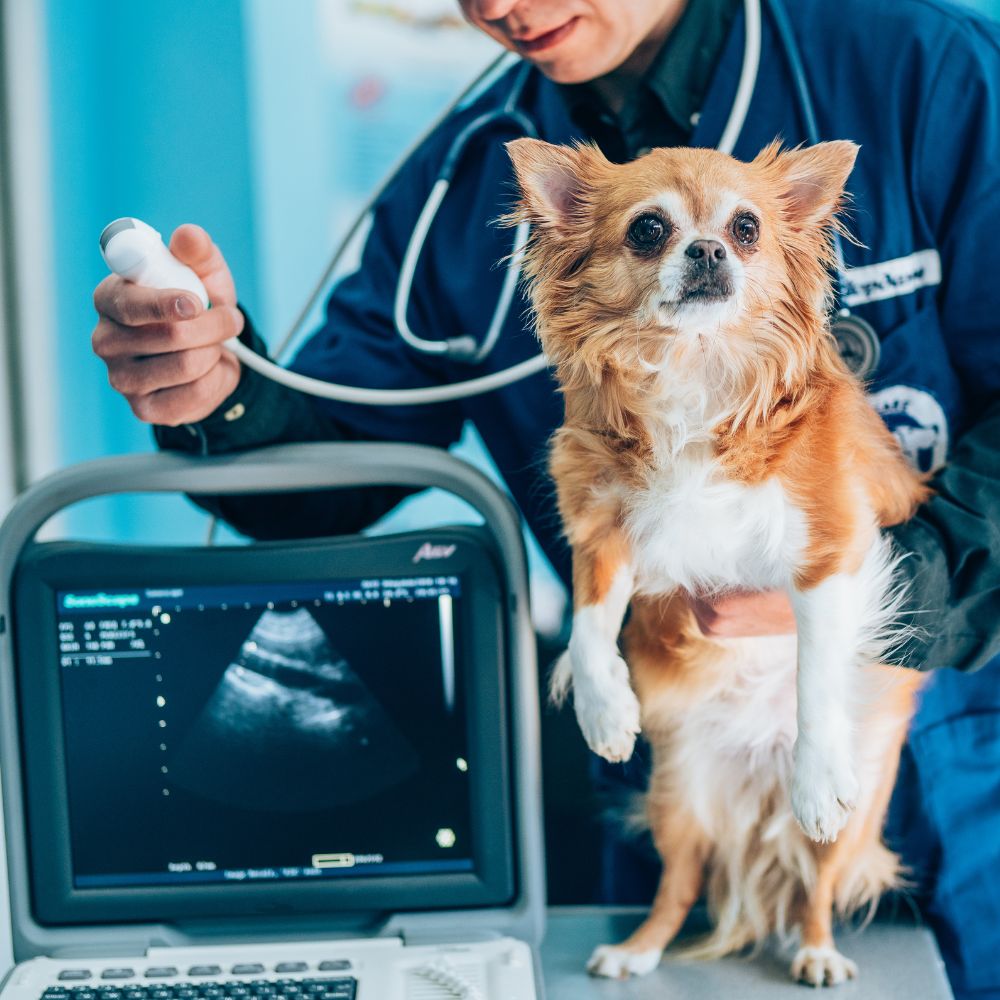 a dog being examined by a doctor