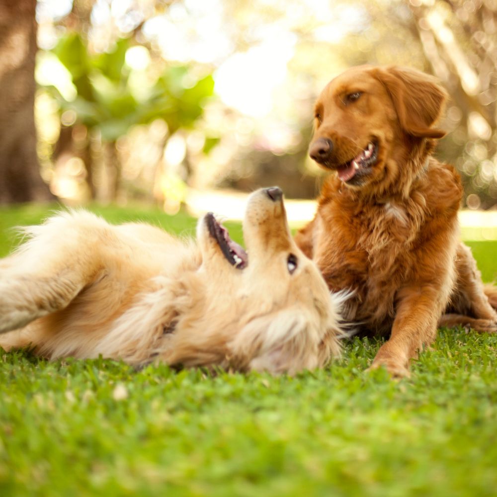 two dogs lying on grass