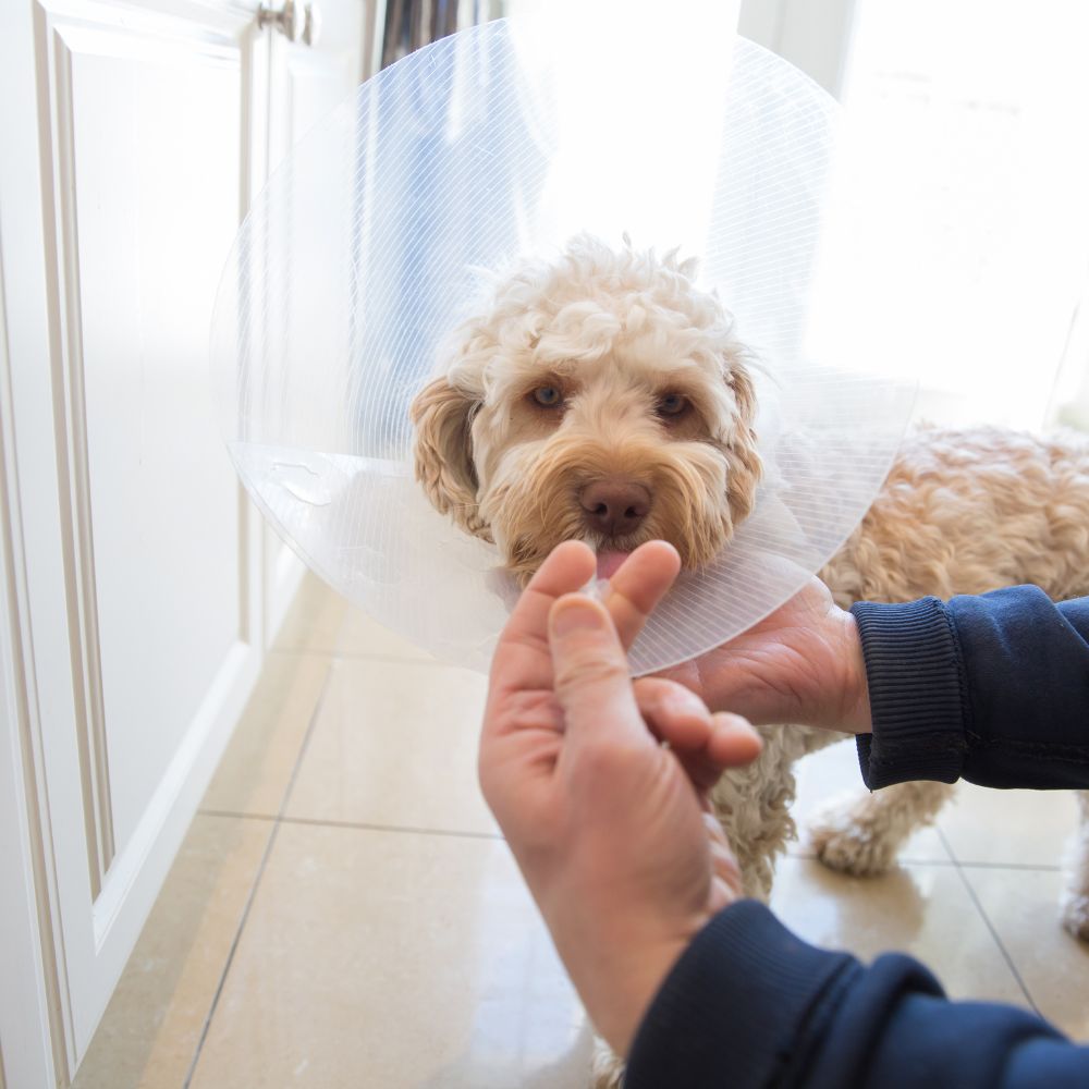 a dog being examined by a doctor