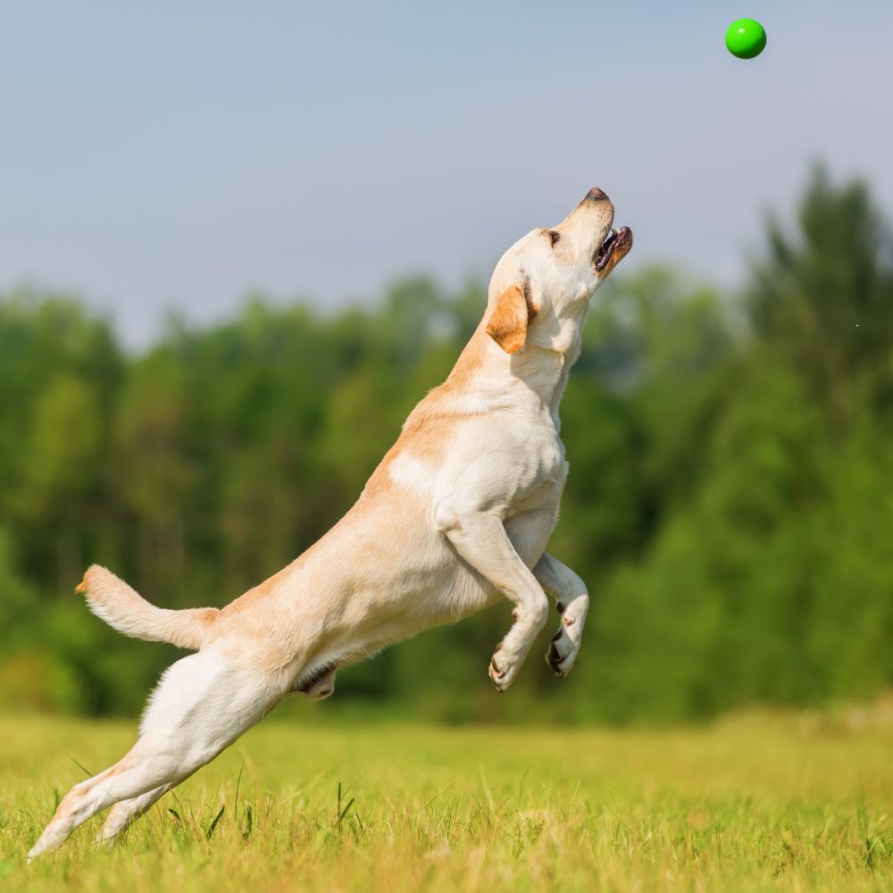 a dog jumping to catch a ball