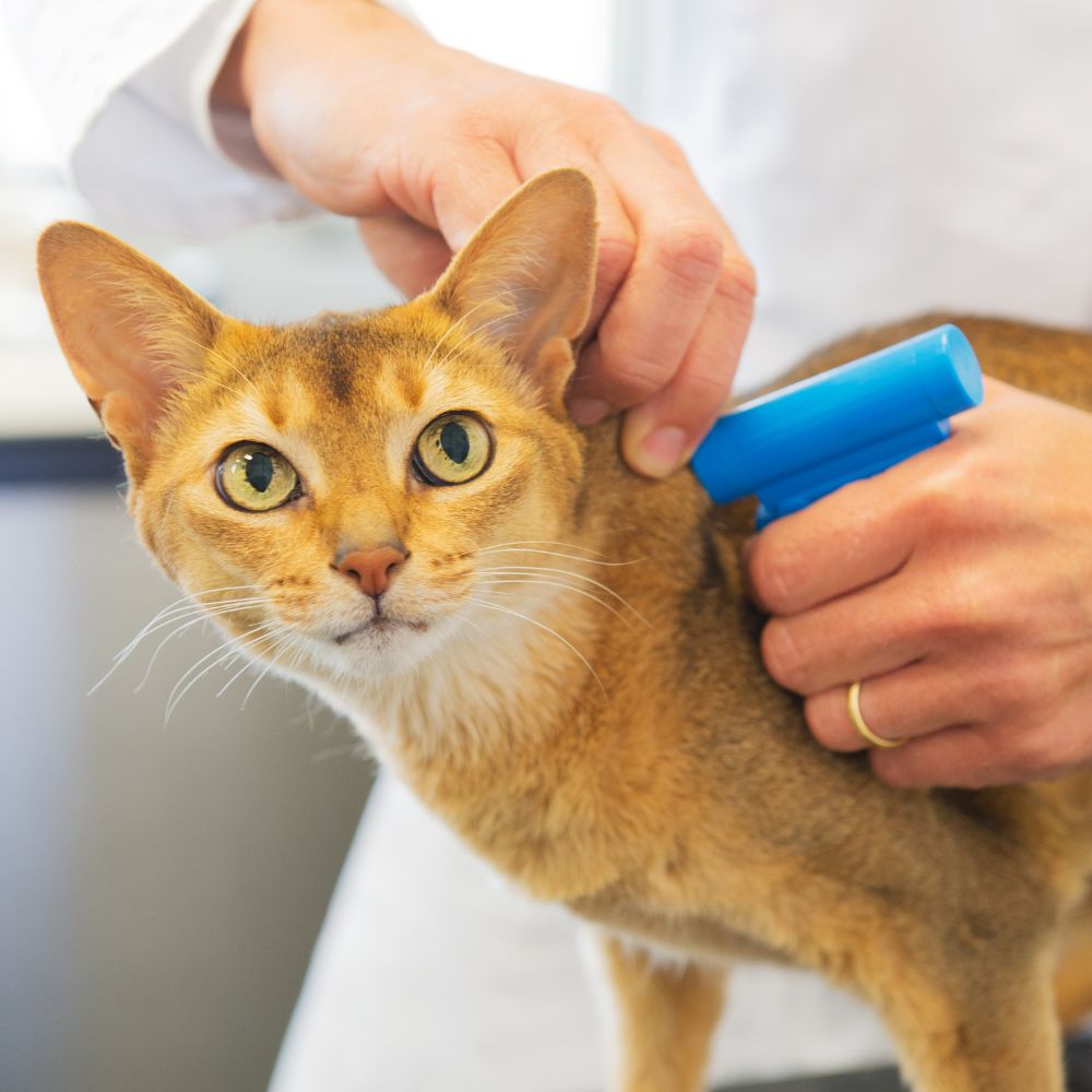 a person injecting a cat