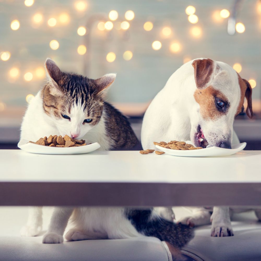 a cat and dog eating food from a table