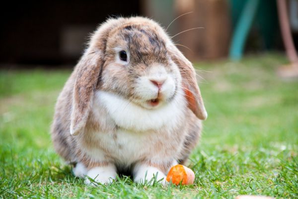 a rabbit sitting on grass