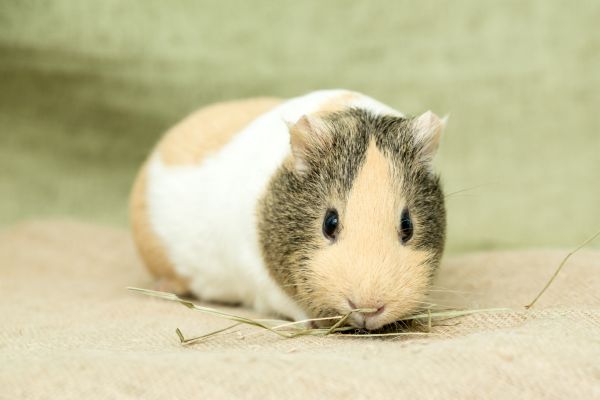 a guinea pig eating grass