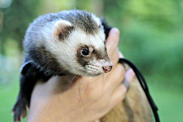 a person holding a ferret