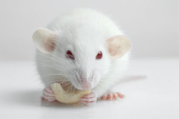 a white mouse eating a nut