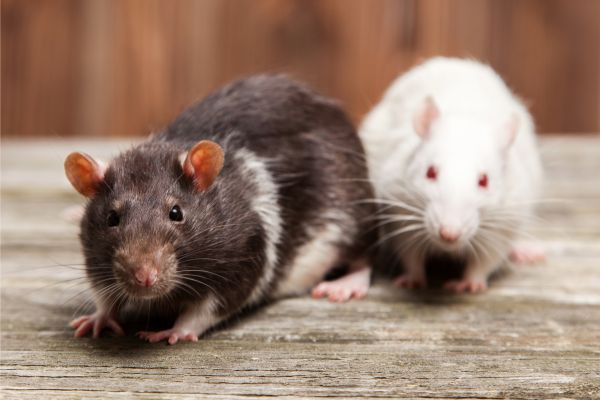 a close-up of two rats