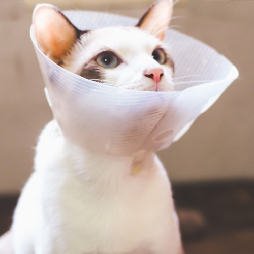 cat cone