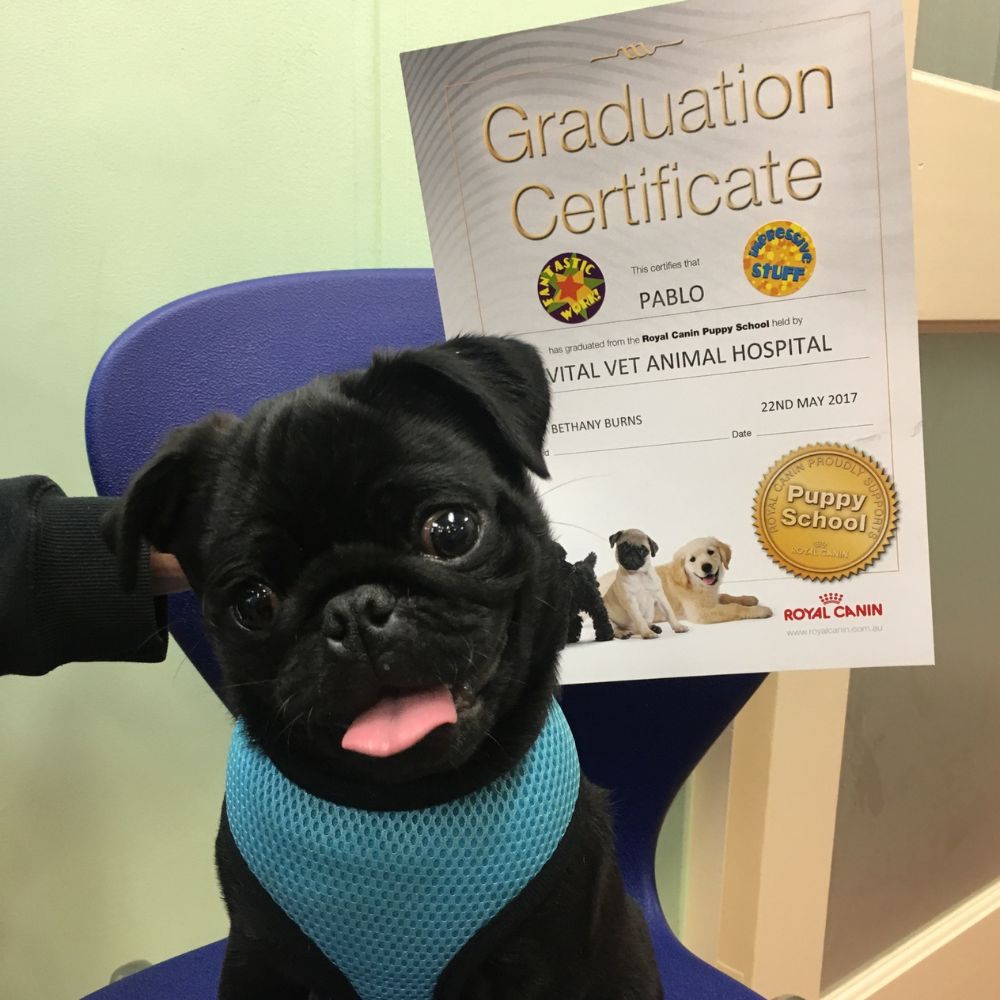 Puppy School Graduation