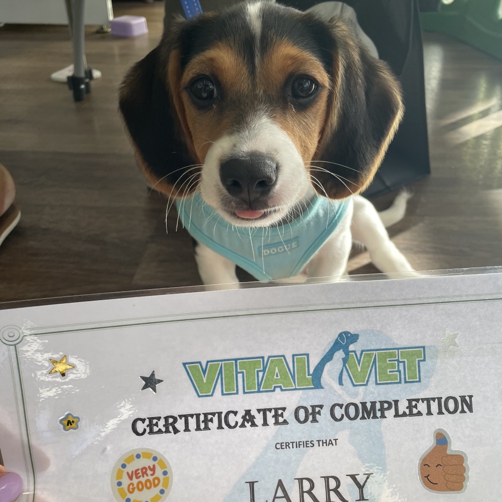 A certification for puppy education