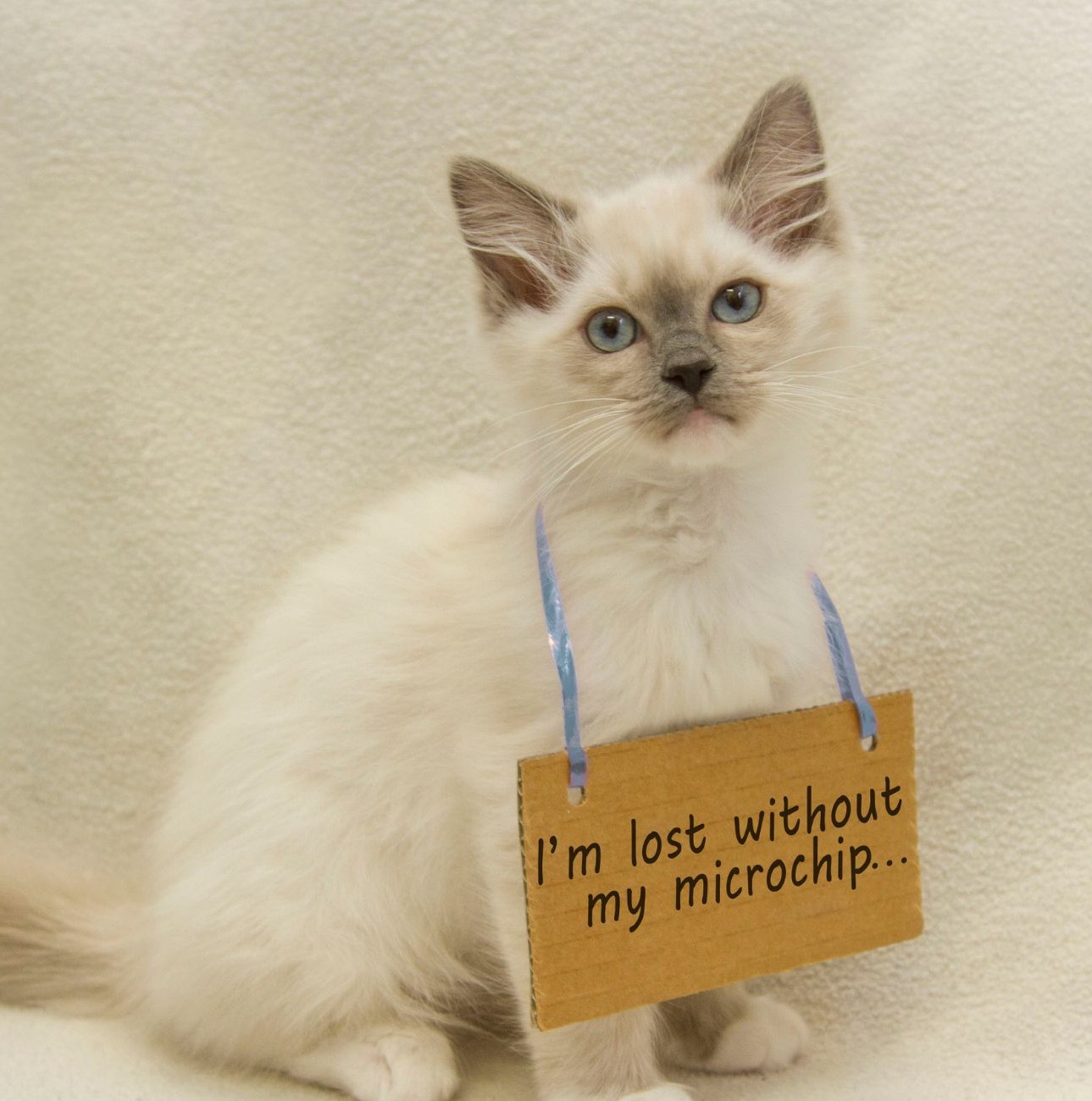 White kitten holding a sign