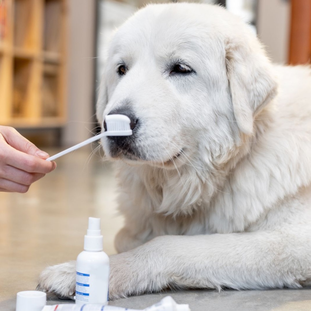 Person holding tooth brush for dog teeth brushing