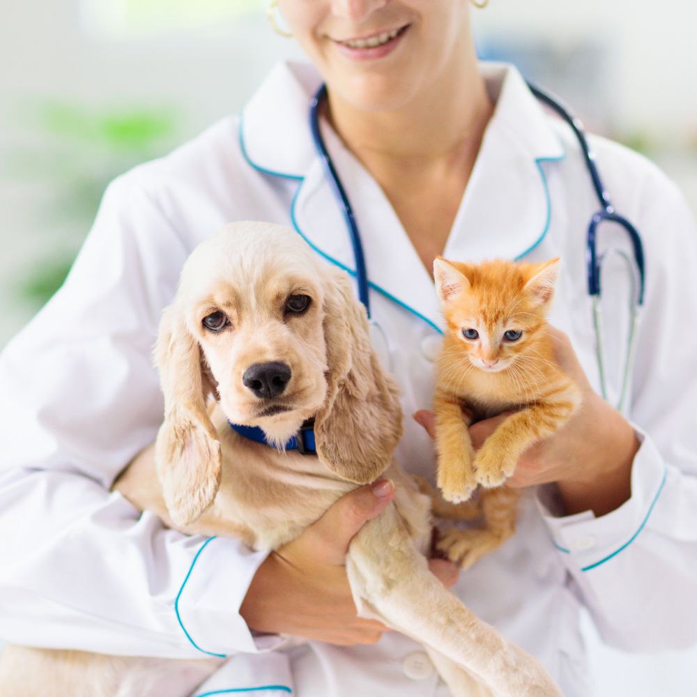 a vet holding dog and cat